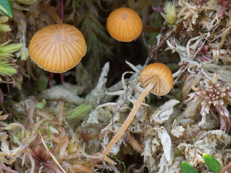 Galerina calyptrata